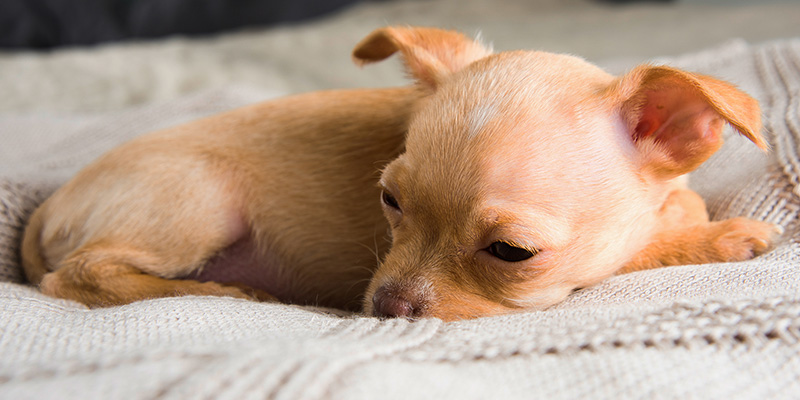 Puppy Diarrhea – Causes Symptoms Treatment and Prevention