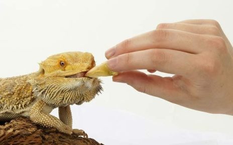 Feeding Your Bearded Dragon Bearded Dragon Food and Diet