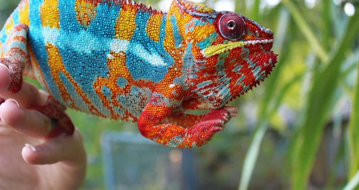 Things to Remember While Buying a Chameleon as Pet - Today Every Latest