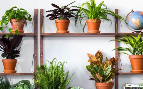 indoor decorative plants online