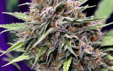 Unleashing the Power of Purple Trainwreck Strain